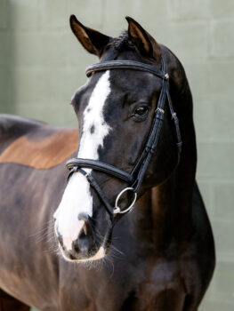 LeMieux Arika Classique Flash Bridle