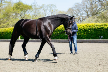 LeMieux Rope Lunging Aid Black One Size