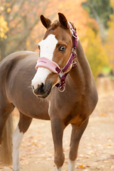 LeMieux Mini Vogue Fleece Headcollar