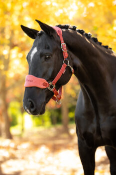 LeMieux Vogue Headcollar & Rope
