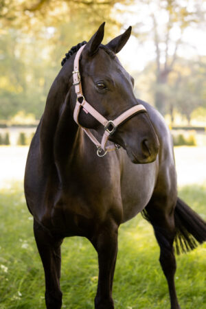 LeMieux Heritage Headcollar