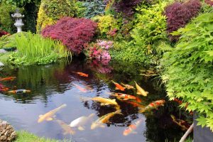 Pond