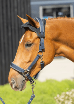 WoofWear Poll Guard