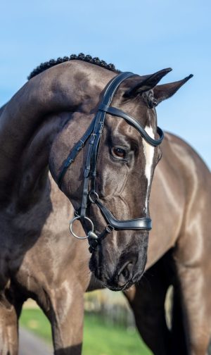LeMieux Arika Drop Bridle