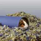 Small Animal Bedding