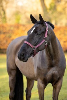 LeMieux Neoprene Yard Headcollar