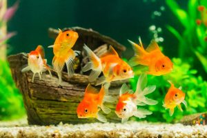 Aquatics
