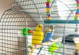 Cage Bird