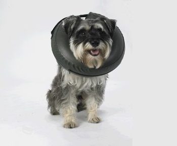 Thrive Comfy Collar