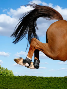 LeMieux Compliant Fetlock Boots