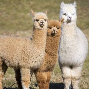 Llama/Alpaca