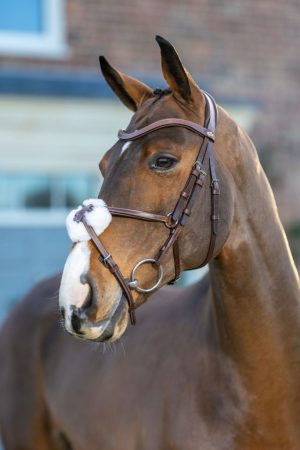 LeMieux Arika Grackle Bridle