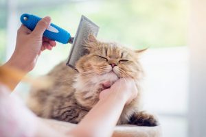 Grooming/Treatments