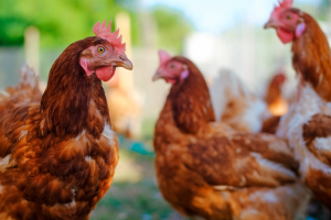 Poultry