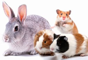 Other Animals