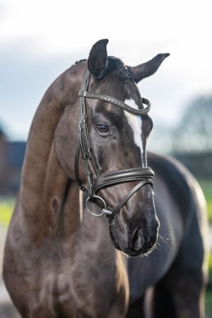 LeMieux Arika Dressage Bridle