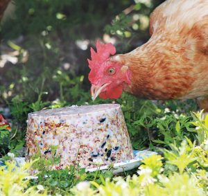 Poultry Treats