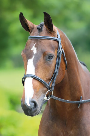 Bridleway Melton Padded Raised Cavesson Bridle